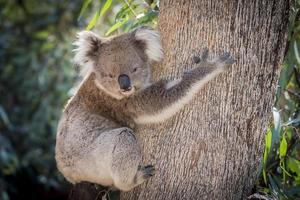 een koala, Australië, die een eucalyptusboom beklimt - naar beneden kijkend