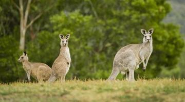 wilde kangoeroes in de outback