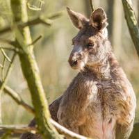 close-up van een volwassen kangoeroe foto