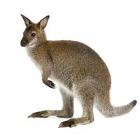 foto van een kleine wallaby die rechtop staat