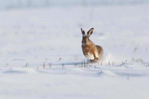 wild konijn dat in de sneeuw loopt