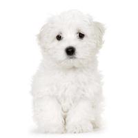 puppy Maltese hond foto