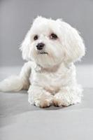 schattige witte jonge malteser hond. studio opname. grijze achtergrond. foto
