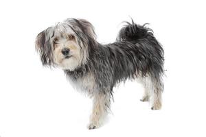 Maltese hond van gemengd ras / yorkshire terriër