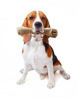 gezicht van beagle hond met kunstmatige botten in de mond