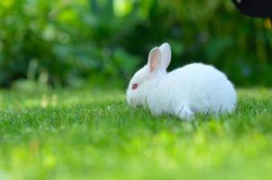 grappig baby wit konijn in gras foto