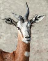 dama gazelle foto