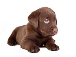 chocolade puppy labrador ligt op het wit foto