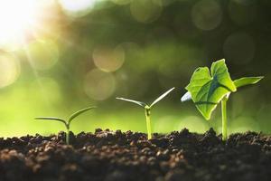 jonge plant groeit stap in de tuin met zonlicht. landbouw en eco-concept foto