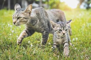 twee schattige katten lopen spelen op groen gras foto