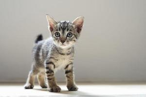 schattige kat die in de kamer staat en ochtendlicht foto