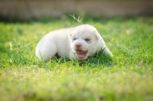 Siberische husky hond puppy foto