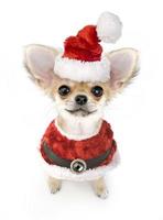 langharige chihuahua puppy in santa kostuum
