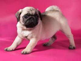 kleine gele pug puppy staande op roze foto