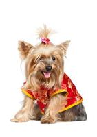 Yorkshire terrier hond in rode Chinese kleding foto
