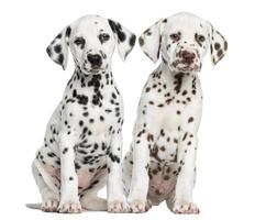 vooraanzicht van Dalmatische pups zitten, geconfronteerd