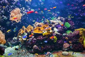 vissen in het aquarium foto