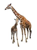 giraffe isoleren op wit
