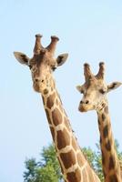 giraffen op lange halzen foto