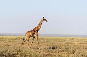giraf in nationaal park van Kenia