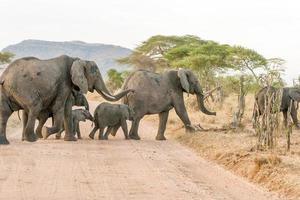Afrikaanse olifant in het Serengeti National Park