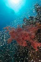 glasvis en het waterleven in de rode zee. foto