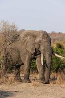 wandelende olifant foto