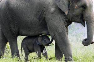 olifanten foto