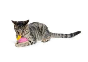 schattige Cyperse kat met speelgoed