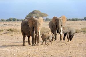 olifant in nationaal park van Kenia
