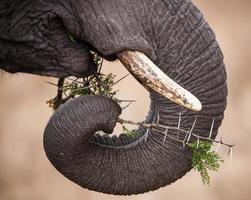 olifantenslurf en ivoren slagtanden