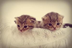 kittens foto