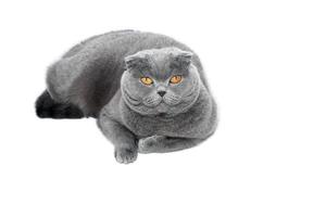 grijs-blauwe schotse kat op witte achtergrond