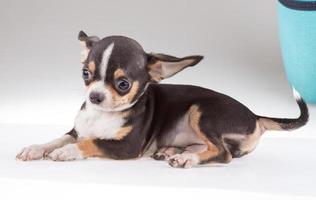 portret van een schattige rasechte puppy chihuahu foto