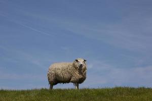 schapen foto
