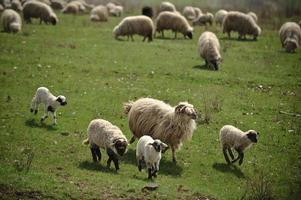schapen foto
