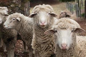 nieuwsgierige schapen foto