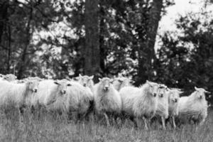de schapen