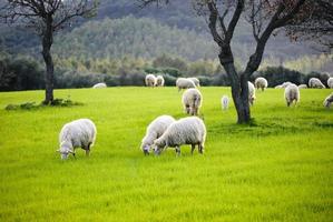 grazende schapen foto