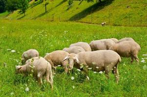 grazende schapen foto