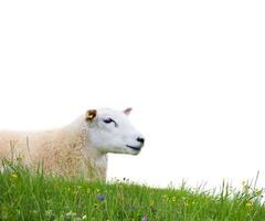 schapen geïsoleerd foto