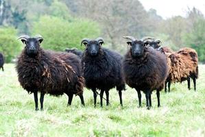hebridean schapen