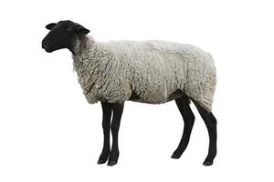 zwarte schapen met pad foto