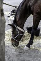 paarden eten op een boerderij foto