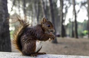 eekhoorn aan het eten in het bos foto