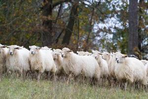 de schapen