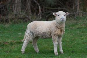 schapen in een weiland foto