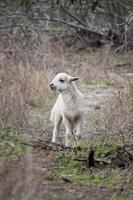 jonge schapen foto