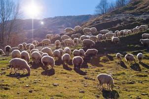 kudde schapen foto