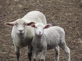 mama schapen en lammetje